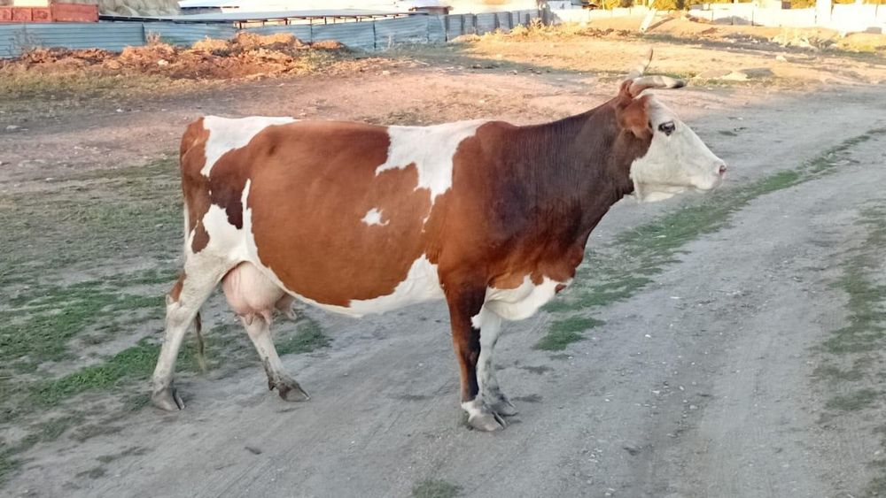 Продам молочную корову