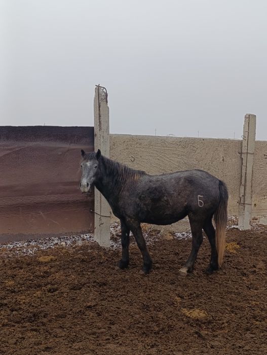 Соғымға Ту биелер сатылады