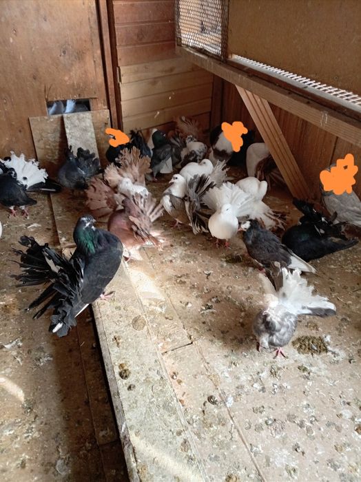 Голуби павлины кептер