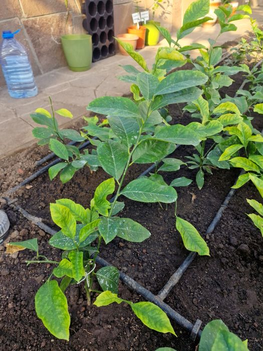 Цитрусовые, Лайма.