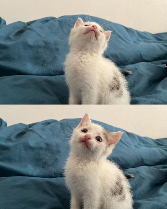 Отдам котёнка девочка
