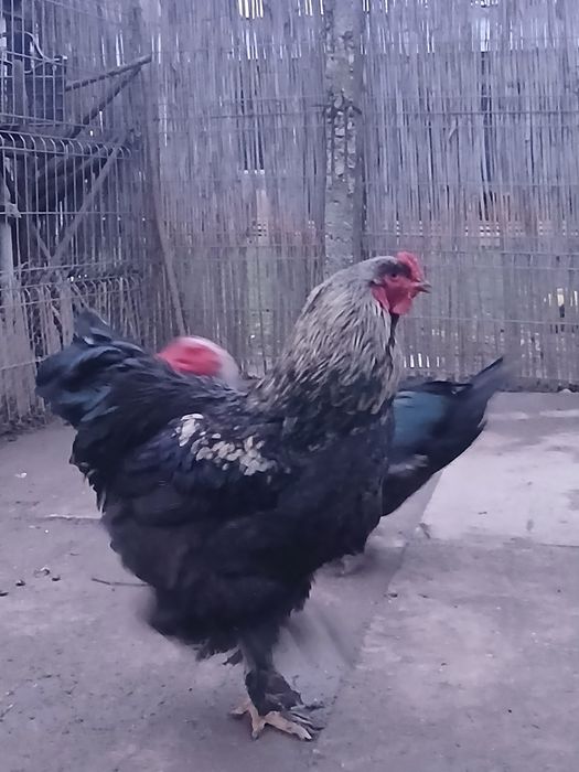 Vând cocos brahma sau schimb..