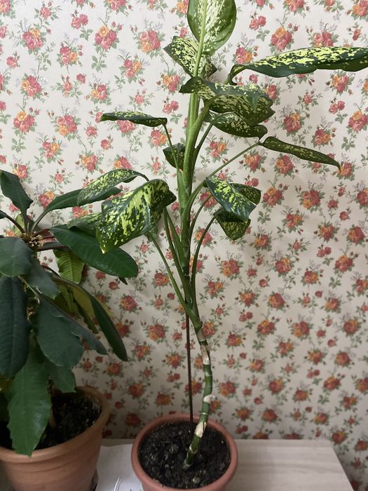 Цветы «Женское счастье»