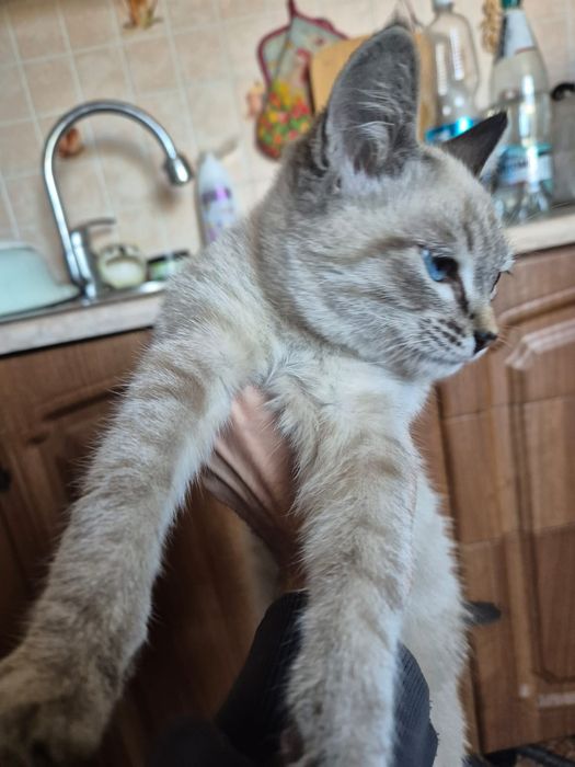 Отдам котенка в добрые руки