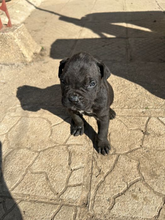 Малки кучета Кане Корсо