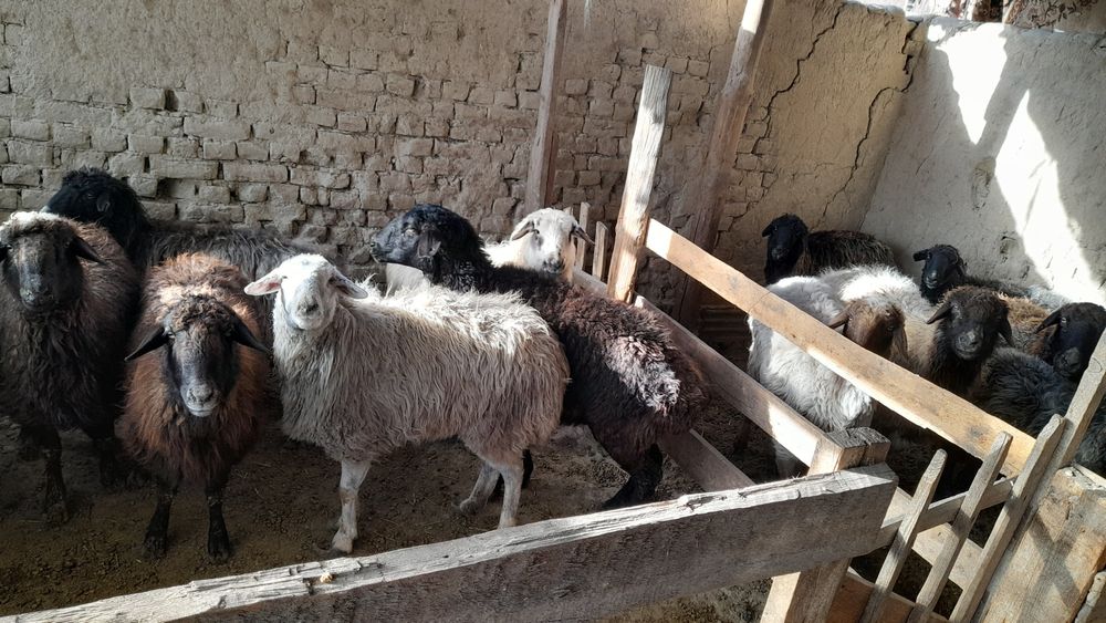 Кой кошкарлар  семіз 47000 саудасы бар