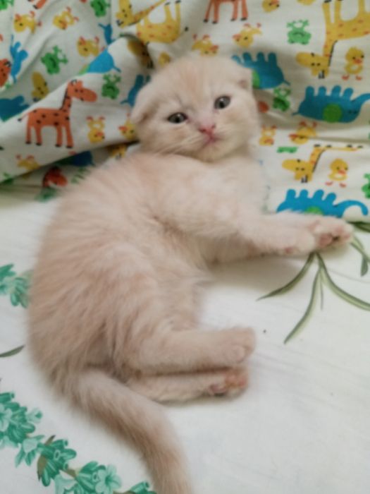 Шотландские фолды ко всему приучены родились 15 ноября