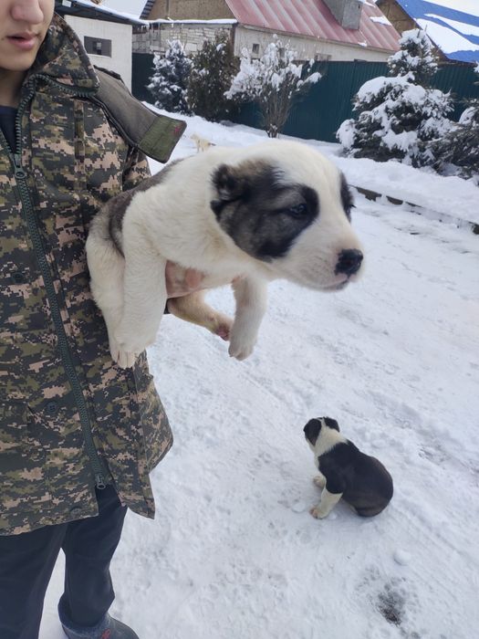 Продам хорошую девочку алабая