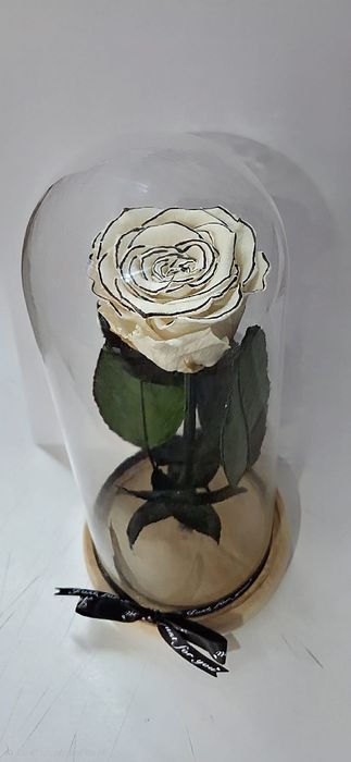 Trandafir criogenat!