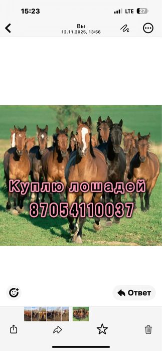 Лошади тай байтал