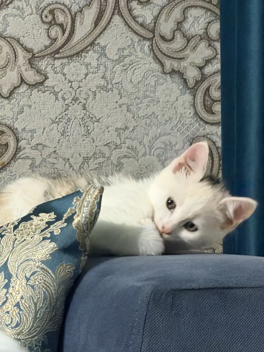 Котята чистые, домашние