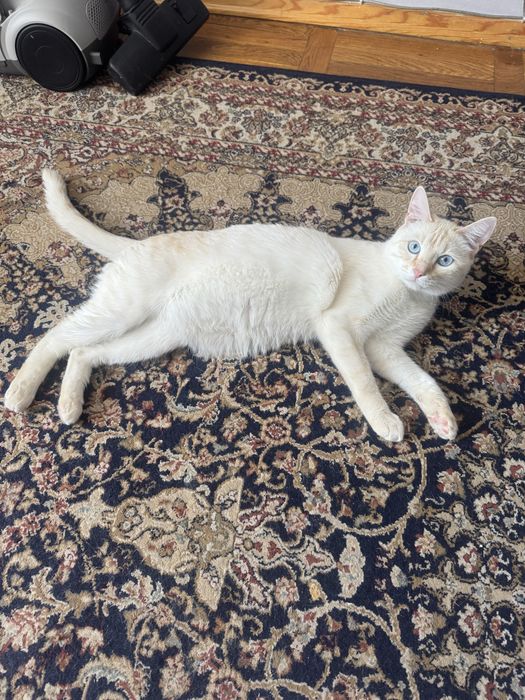 Отдам кота в хорошие руки