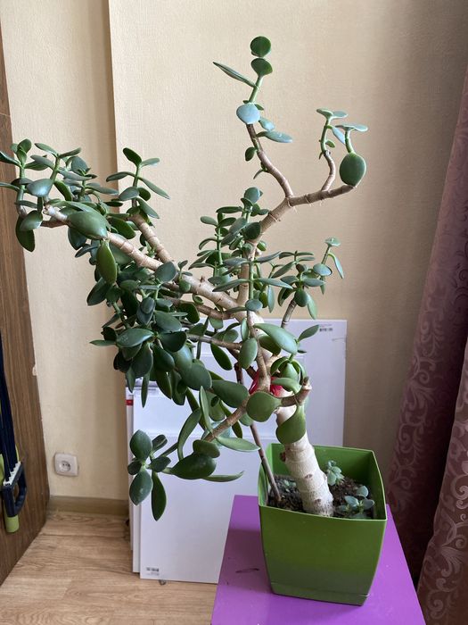 Толстянка -денежное дерево