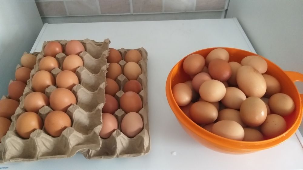 Яйца на инкубатор