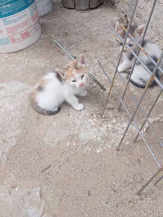 Дворни малки котенца