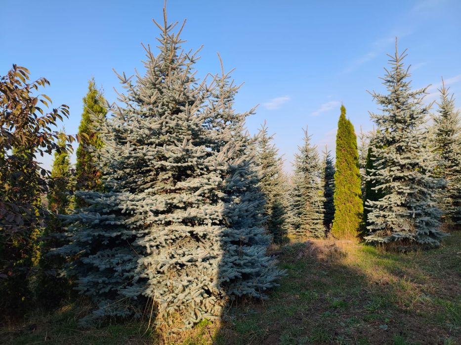 Пихта,сербская ель ,голубая ель
