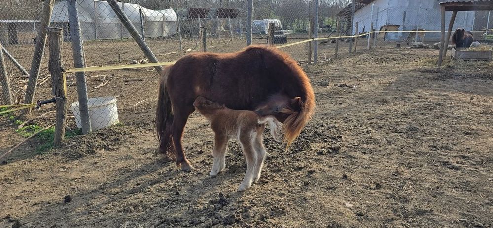 Мини пони мъжко .