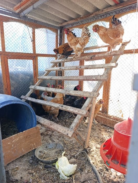 Кораз петухи кораздар