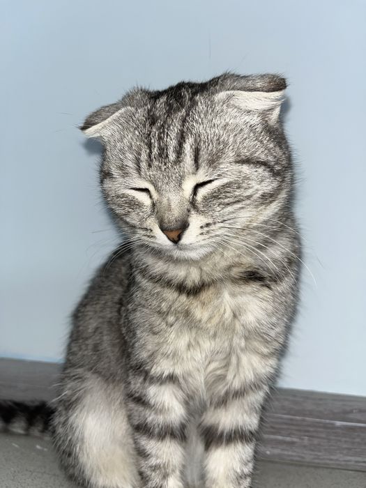 Сексуалдық суретшілер