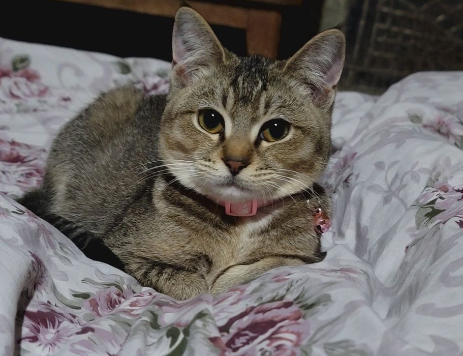 Chiroyli aqli sog'lom mushuk sotiladi