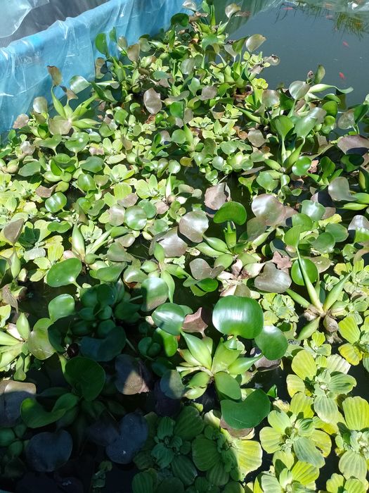 Salata de Nil-Pistia+Zambile amazoniene plante de apa plu