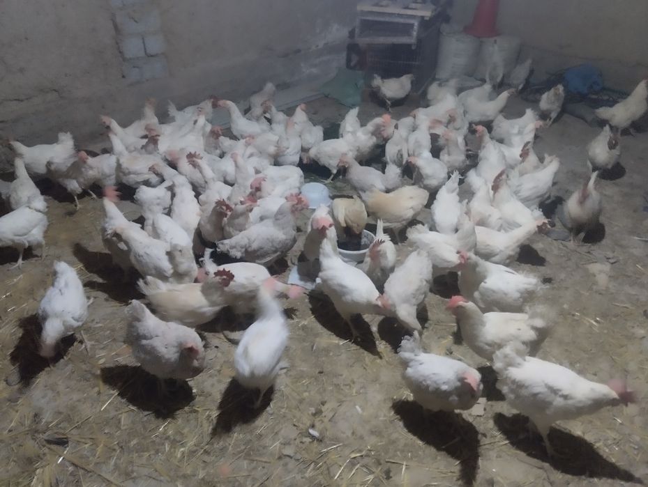 Товуклар сотилади тухум йоналиши