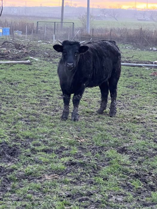 Продавам телета