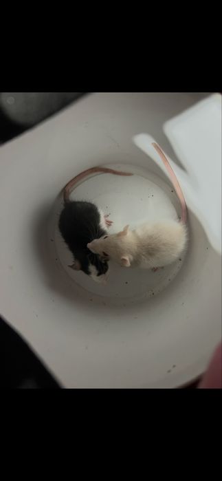 Декаротивные крысы