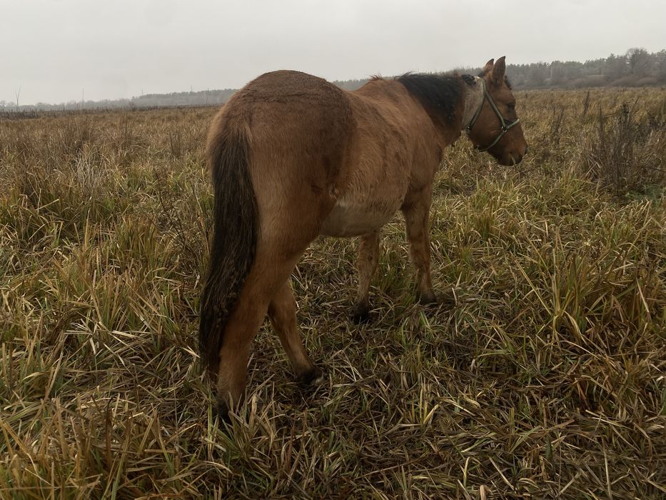 Еркек тай жеребчик Башкир