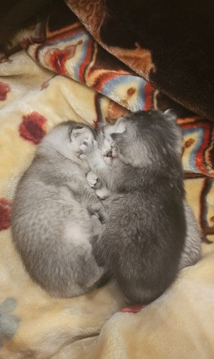 3 котёнка шиншилла.