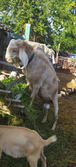 Козлята, нубийцы,биталы