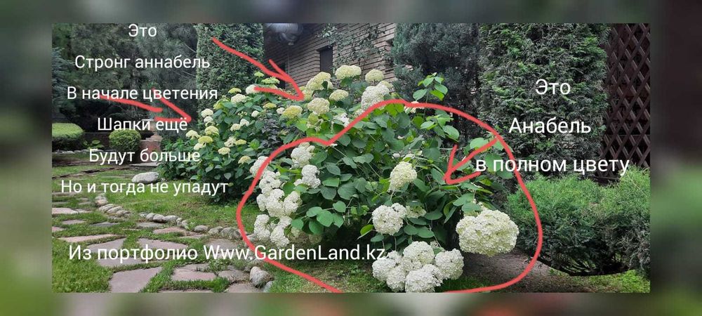 Гортензия оптом и розница саженцы Стронг Аннабель