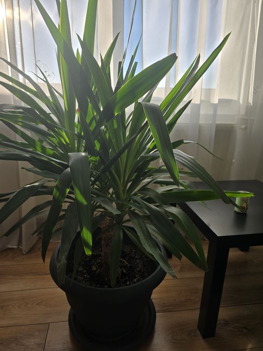 Planta exotica Yucca