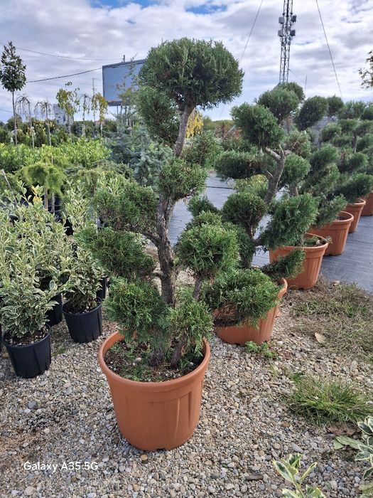 Vând plante ornamentale și livrez