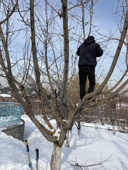 Обрезка деревьев