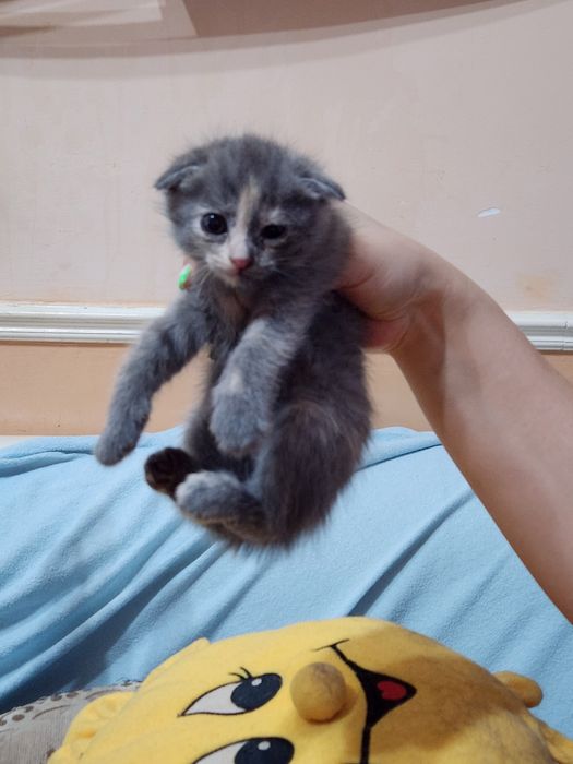 Продаются котята британские веслоухии