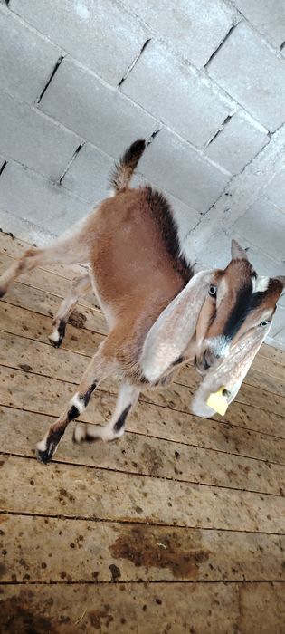 Сүтті ешкі ның текесы