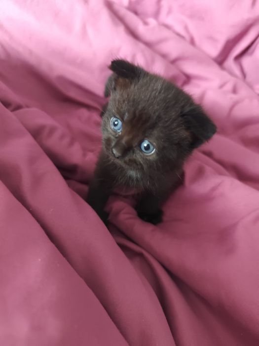 Котёнок 2 месяца