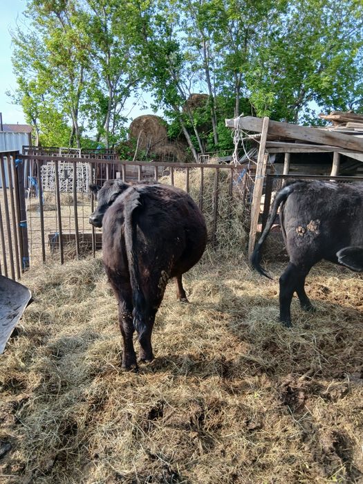 Продам тёлок на развот