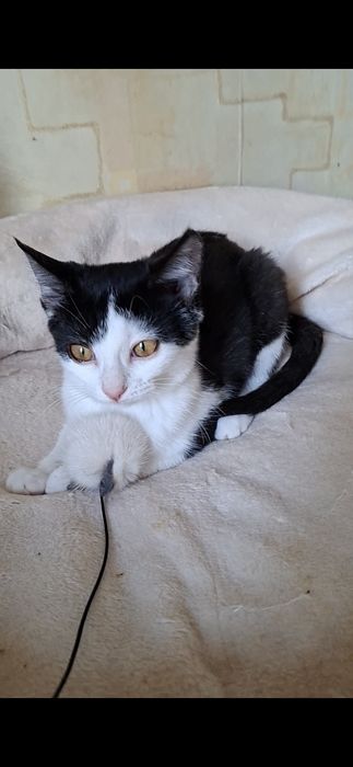 Молоденькая веселая кошечка Милана в добрые руки!