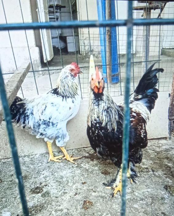 Петух ху́розлар сотилади