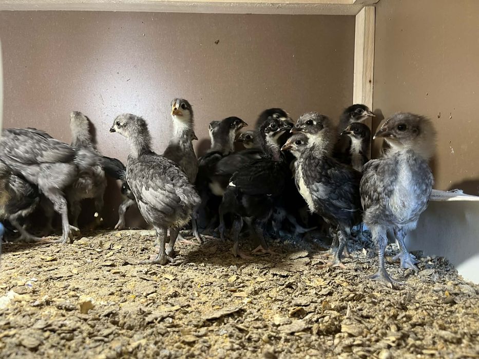 Pui Auatralorp 28/29 zile ,4 culori