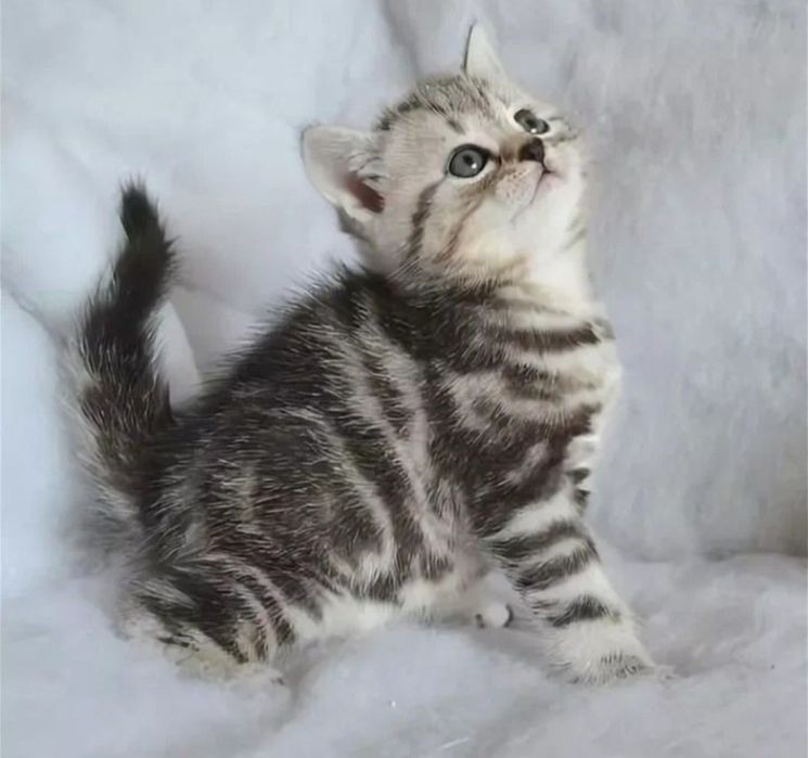 Шотланские котята