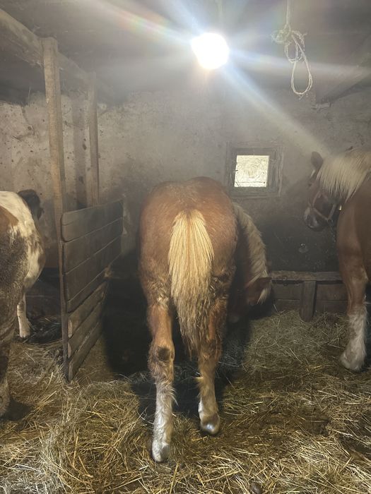 Mânz de 7 luni de vanzare