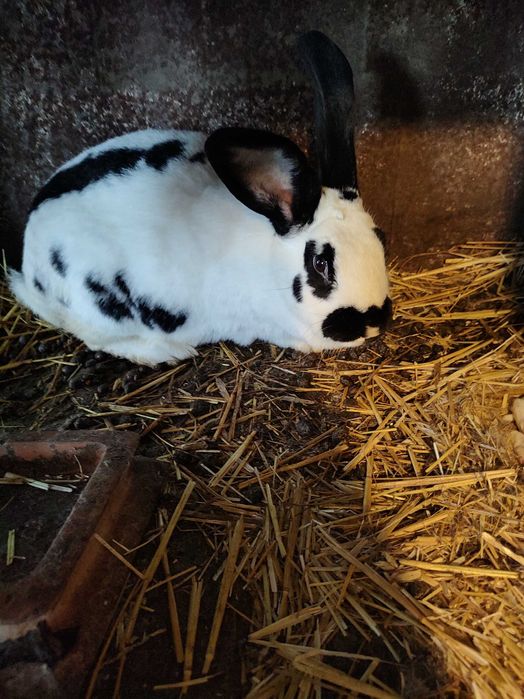 Iepuri fluture german