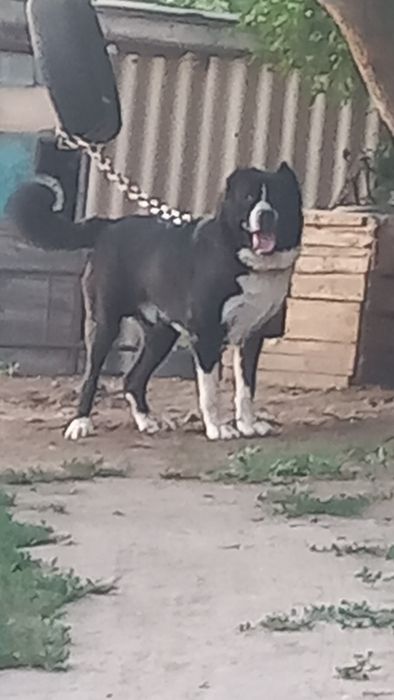 Тобет кушик еркек.