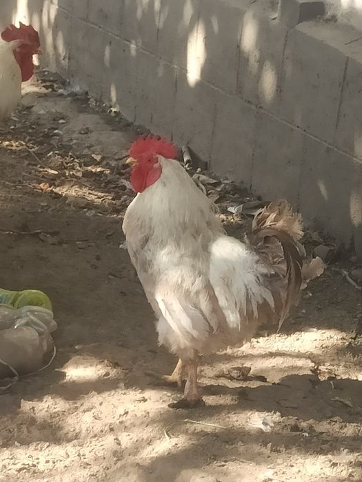 Продам петуха брама