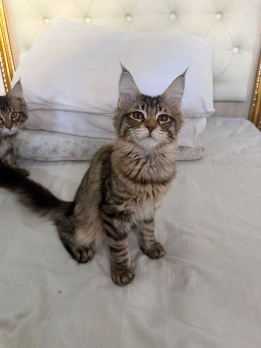 Мейн кун полидакты