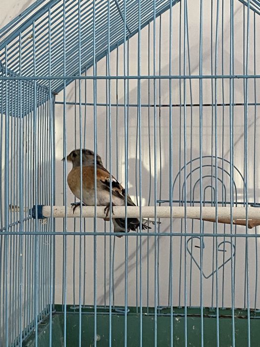 Вьюрок самец и самка