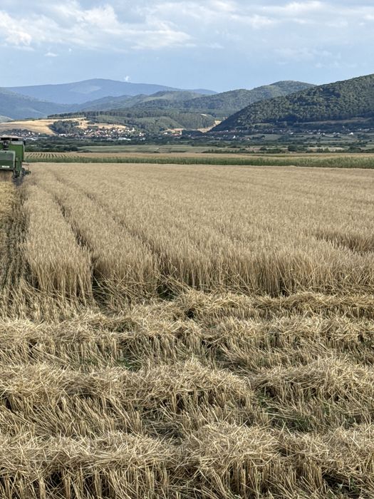 Triticale de vanzare